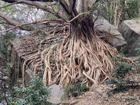 ラピュタの木