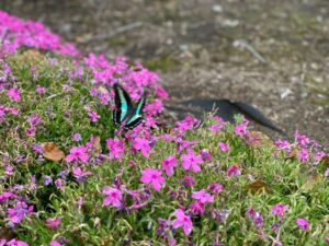 大津つつじ園