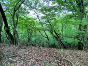 名水の滝