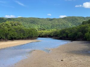 吹通川マングローブ群落