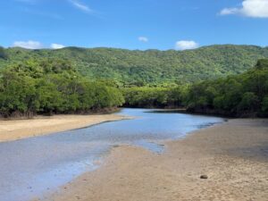 吹通川マングローブ群落