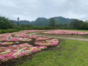 くじゅう花公園