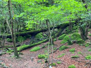 名水の滝