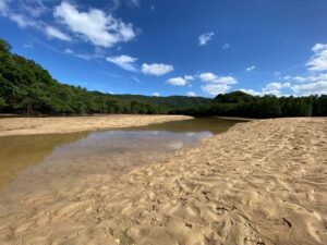 吹通川マングローブ群落