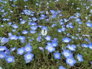 くじゅう花公園