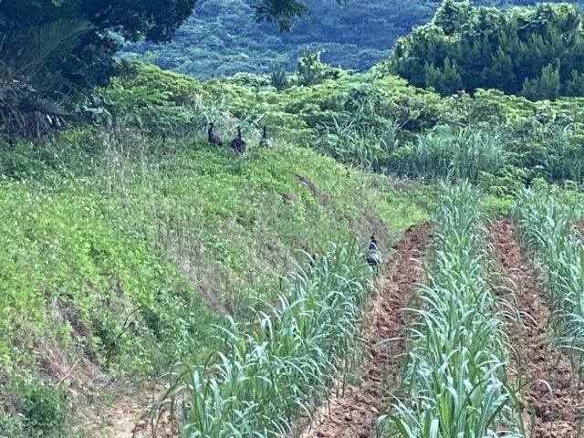 石垣島