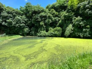 小清水の池