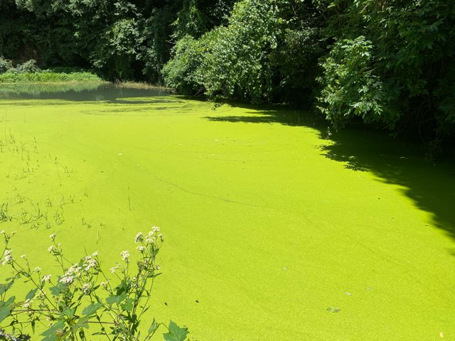 小清水の池