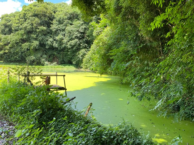 小清水の池