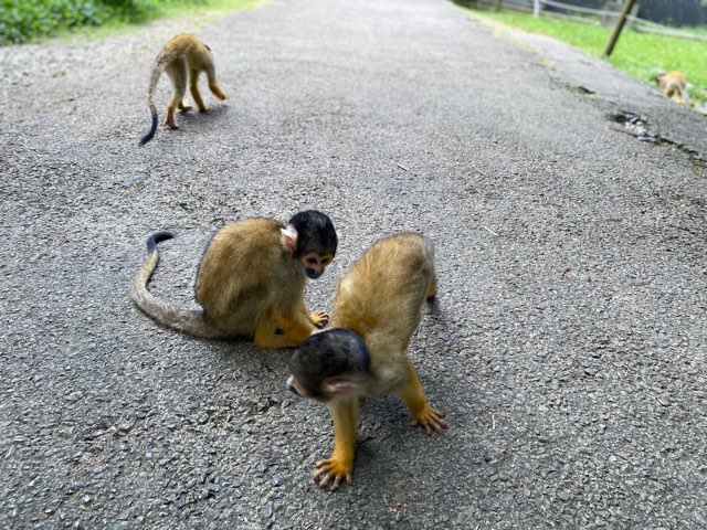 石垣やいま村