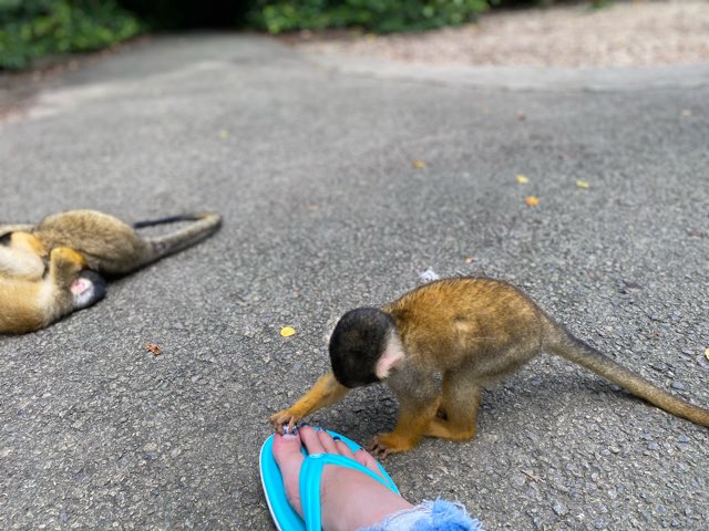 石垣やいま村