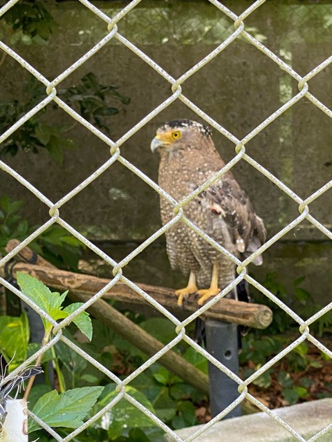 石垣やいま村