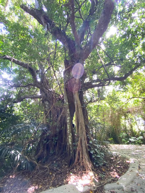 石垣やいま村