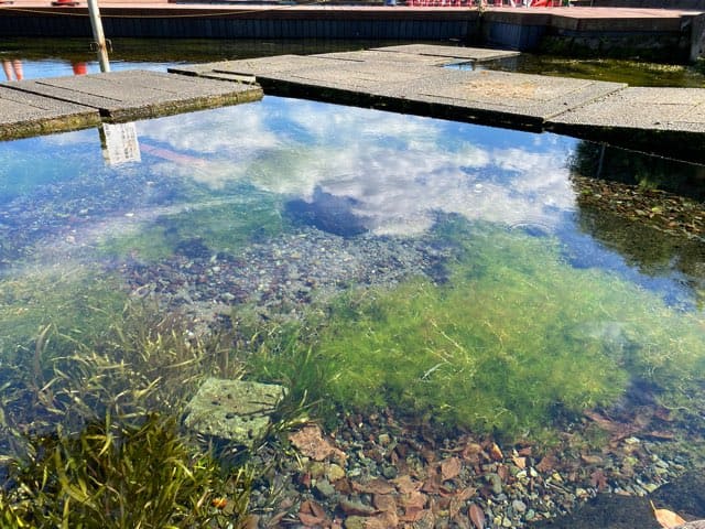 嘉島町湧水公園天然プール