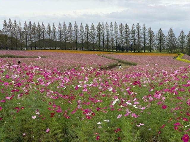 生駒高原