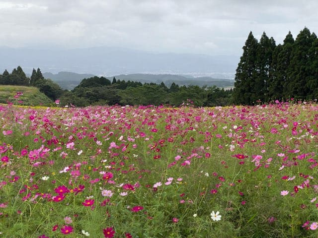 生駒高原