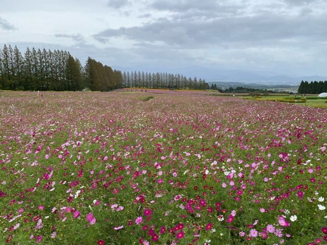 生駒高原