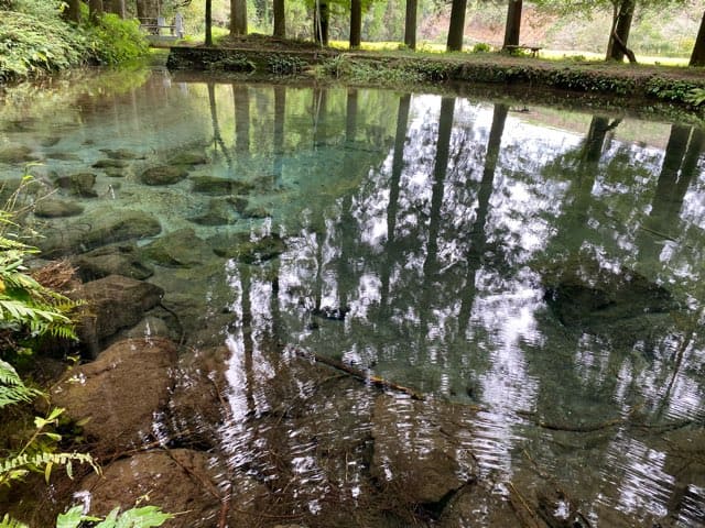 陣の池の湧水