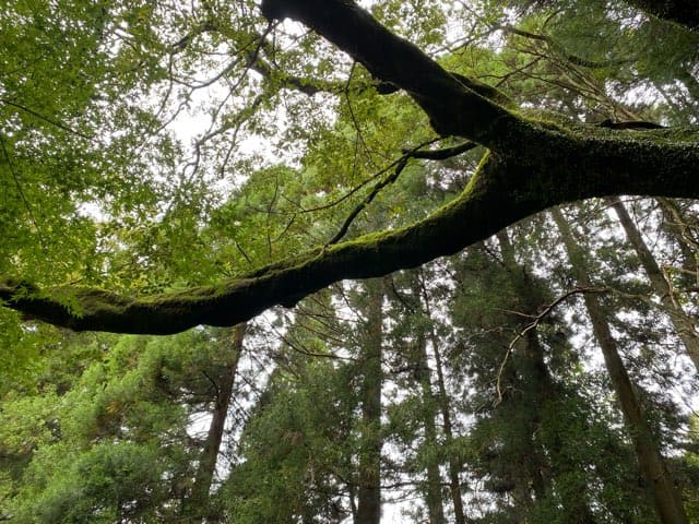 陣の池の湧水