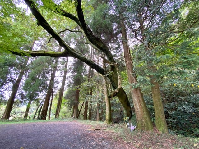 陣の池の湧水