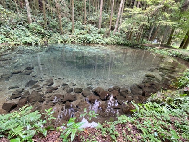 陣の池の湧水